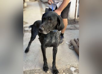 Ronja, Traum auf 4 Pfoten