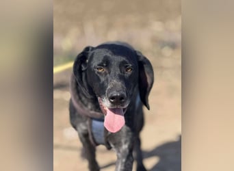 Ronja, Traum auf 4 Pfoten