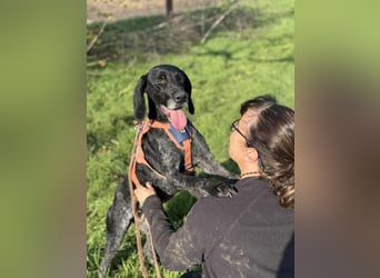 Ronja, Traum auf 4 Pfoten