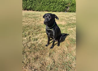 RONY ca. 5 J. Jagdhundmix sucht besondere Menschen