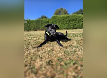 RONY ca. 5 J. Jagdhundmix sucht besondere Menschen