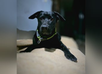 RONY ca. 5 J. Jagdhundmix sucht besondere Menschen