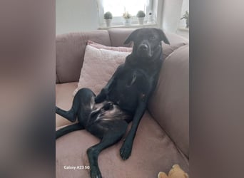 RONY ca. 5 J. Jagdhundmix sucht besondere Menschen