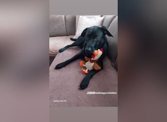 RONY ca. 5 J. Jagdhundmix sucht besondere Menschen