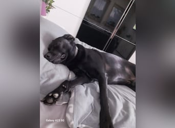 RONY ca. 5 J. Jagdhundmix sucht besondere Menschen