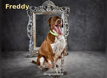 Freddy - feiner Begleiter