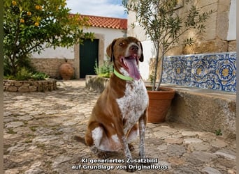 Freddy - feiner Begleiter