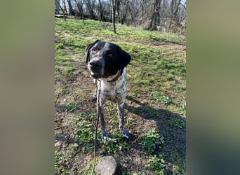 Pünktchen Tierschutzhund sucht ein Zuhause