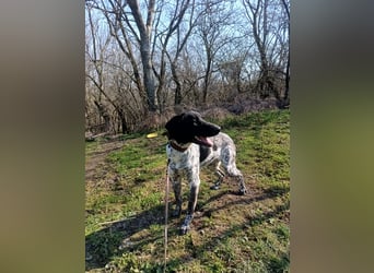 Pünktchen Tierschutzhund sucht ein Zuhause