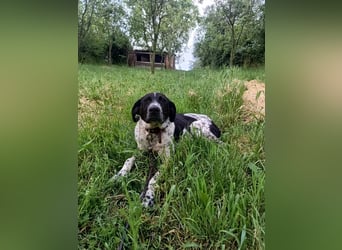 Pünktchen Tierschutzhund sucht ein Zuhause