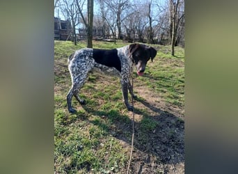 Pünktchen Tierschutzhund sucht ein Zuhause