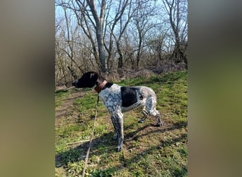 Pünktchen Tierschutzhund sucht ein Zuhause