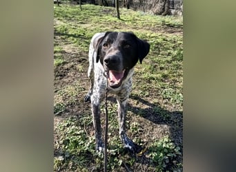 Pünktchen Tierschutzhund sucht ein Zuhause