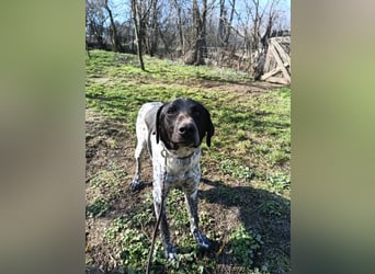 Pünktchen Tierschutzhund sucht ein Zuhause