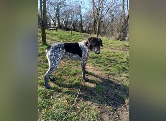 Pünktchen Tierschutzhund sucht ein Zuhause