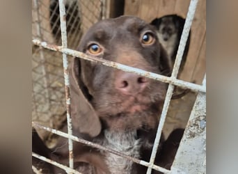 BRISA - DEUTSCH KURZHAAR SUCHT ZUHAUSE