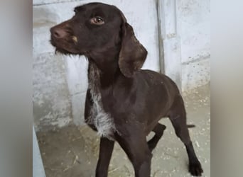 BRISA - DEUTSCH KURZHAAR SUCHT ZUHAUSE