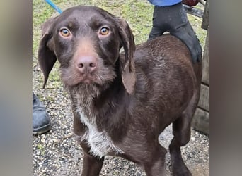 BRISA - DEUTSCH KURZHAAR SUCHT ZUHAUSE