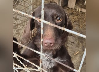 BRISA - DEUTSCH KURZHAAR SUCHT ZUHAUSE