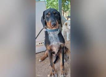 Lako der schöne Jagdhund Mix
