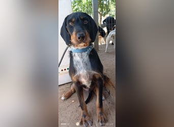 Lako der schöne Jagdhund Mix
