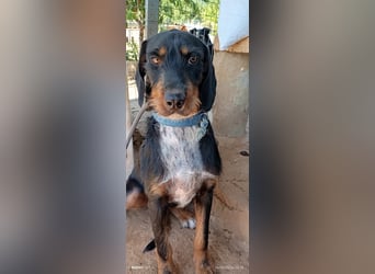 Lako der schöne Jagdhund Mix