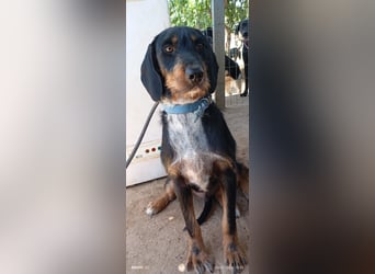 Lako der schöne Jagdhund Mix