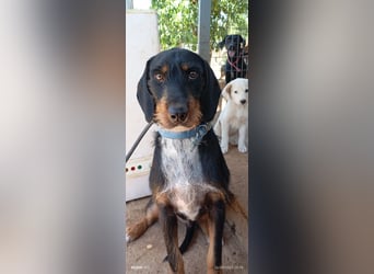 Lako der schöne Jagdhund Mix