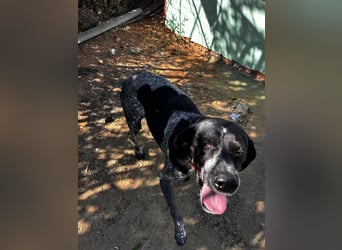 Campi - bildschöne Hündin sucht Altersruhesitz Campi - bildschöne Hündin sucht Altersruhesitz