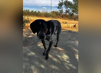 Campi - bildschöne Hündin sucht Altersruhesitz Campi - bildschöne Hündin sucht Altersruhesitz