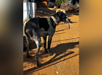 Campi - bildschöne Hündin sucht Altersruhesitz Campi - bildschöne Hündin sucht Altersruhesitz