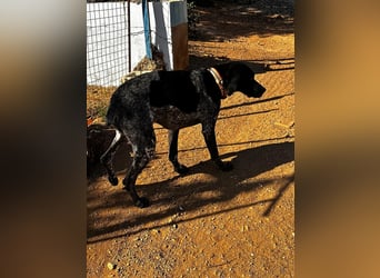 Campi - bildschöne Hündin sucht Altersruhesitz Campi - bildschöne Hündin sucht Altersruhesitz