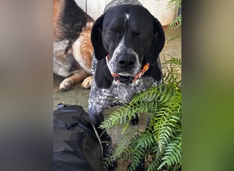 Campi - bildschöne Hündin sucht Altersruhesitz Campi - bildschöne Hündin sucht Altersruhesitz