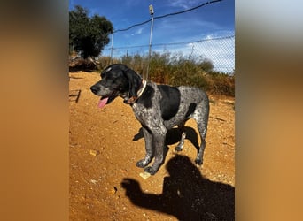 Campi - bildschöne Hündin sucht Altersruhesitz Campi - bildschöne Hündin sucht Altersruhesitz