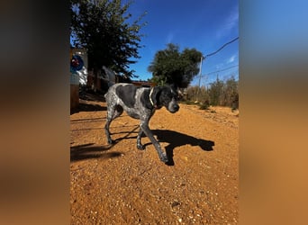 Campi - bildschöne Hündin sucht Altersruhesitz Campi - bildschöne Hündin sucht Altersruhesitz