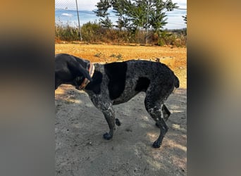 Campi - bildschöne Hündin sucht Altersruhesitz Campi - bildschöne Hündin sucht Altersruhesitz