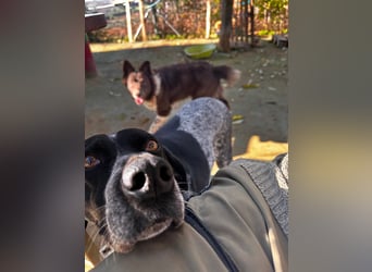 Campi - bildschöne Hündin sucht Altersruhesitz Campi - bildschöne Hündin sucht Altersruhesitz