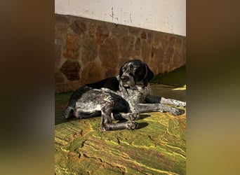 Campi - bildschöne Hündin sucht Altersruhesitz Campi - bildschöne Hündin sucht Altersruhesitz