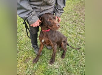 Gypsy lernwillige und aktive Lady (auf Pflegestelle in Schleswig Holstein)