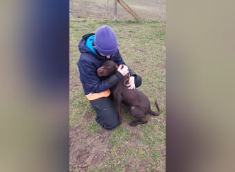 Gypsy lernwillige und aktive Lady