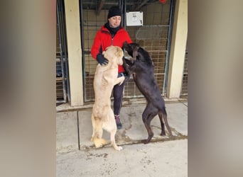 Gypsy lernwillige und aktive Lady