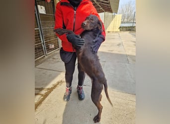 Gypsy lernwillige und aktive Lady