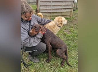 Gypsy lernwillige und aktive Lady (auf Pflegestelle in Schleswig Holstein)