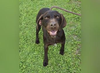 Gypsy lernwillige und aktive Lady