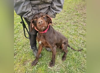 Gypsy lernwillige und aktive Lady (auf Pflegestelle in Schleswig Holstein)