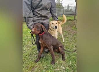 Gypsy lernwillige und aktive Lady (auf Pflegestelle in Schleswig Holstein)