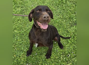 Gypsy lernwillige und aktive Lady