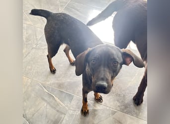 Dina eine absolute Familienhündin