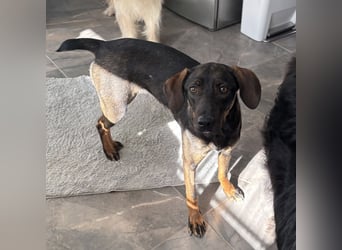 Dina eine absolute Familienhündin