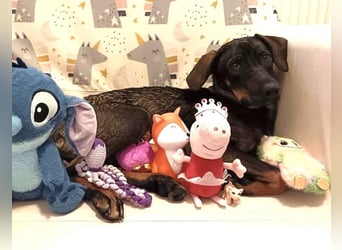 Dina eine absolute Familienhündin